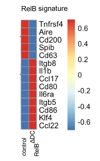 Open access visualization of Heatmap, RelB-dependent Core Signature, CCR7+ DCs, Mesenteric Lymph Node
