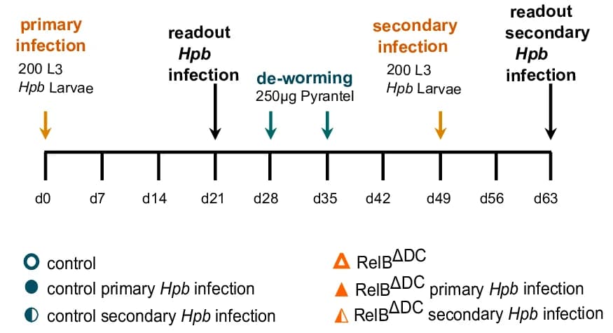Open access visualization of Workflow, Heligmosomoides polygyrus bakeri, Hpb infection, Re-infection, Secondary infection