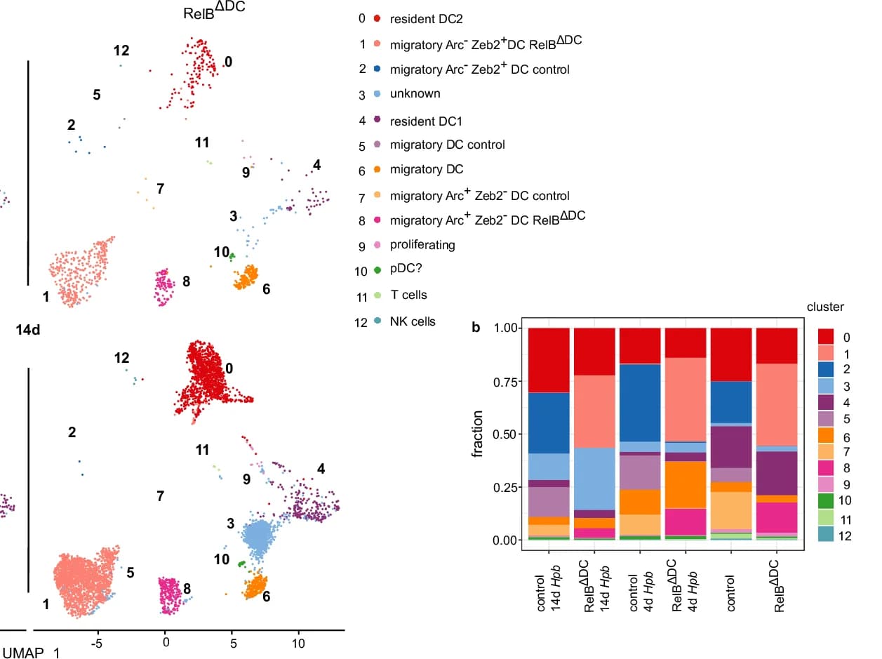 Open access visualization of UMAP, Scatter Plot, Stacked Bar Plot, CCL17, Supernatant
