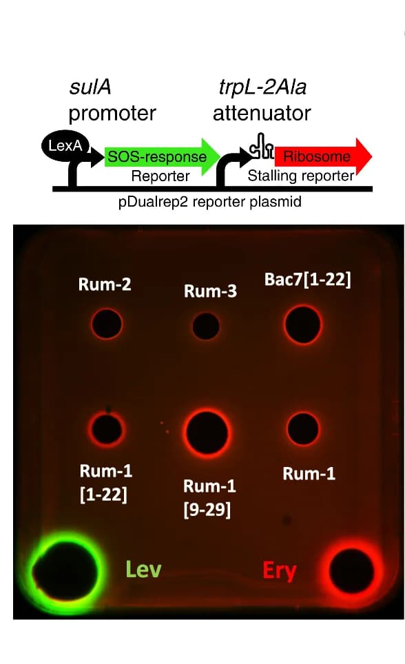 Open access visualization of Photo, Dual-Reporter System, Ribosome Progression, DNA Replication, Translation Inhibitors