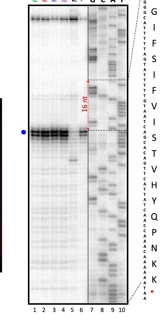 Open access visualization of Gel, Ribosome Stalling, Rumicidins, ermCL mRNA, Reverse-Transcription Inhibition