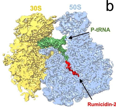 Open access visualization of Protein Structure, 70S Initiation Complex, 50S Subunit, 30S Subunit, fMet-tRNA