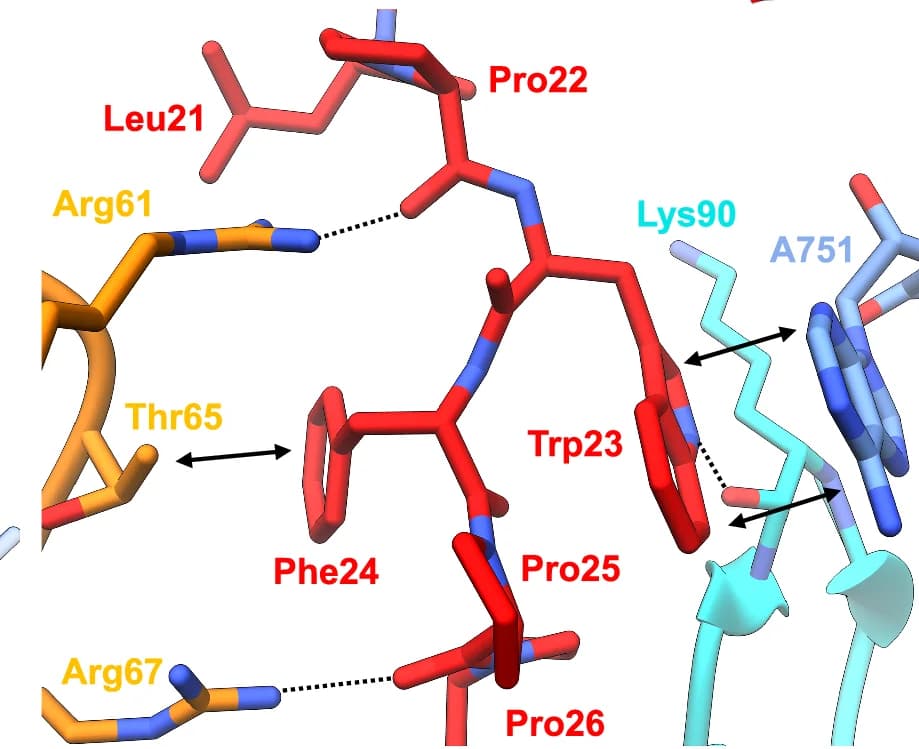 Open access visualization of Protein Structure, Chemical Structure, Rumicidin-2, uL4 Protein, uL22 Protein