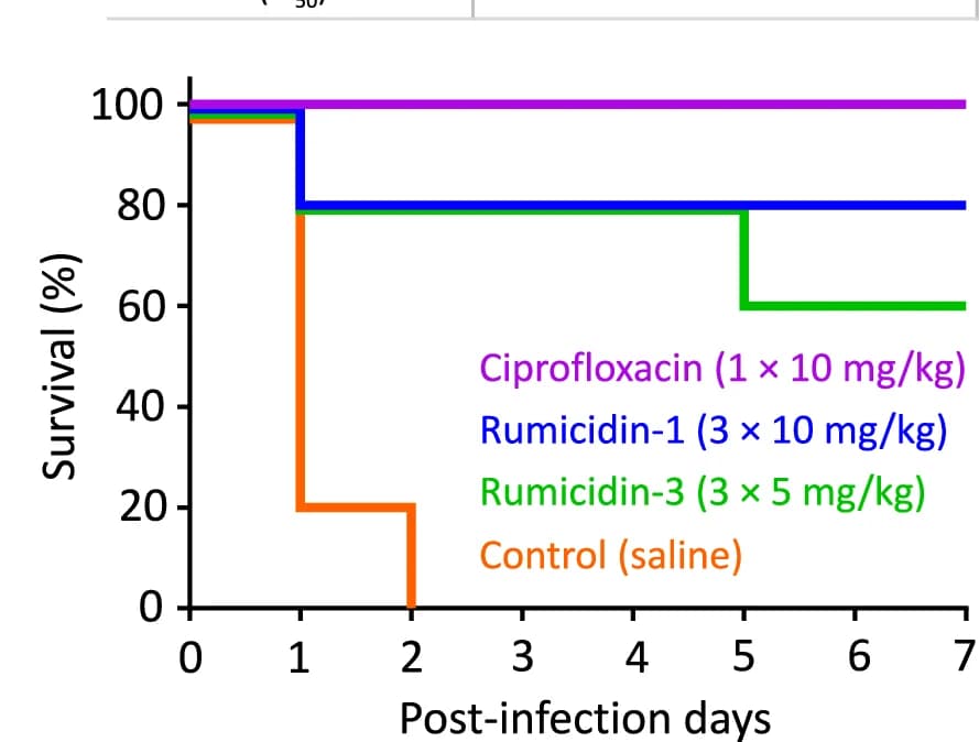 Open access visualization of Survival Curve, Line Step, Survival Rate, BALB/c Mice, E. coli ATCC 25922