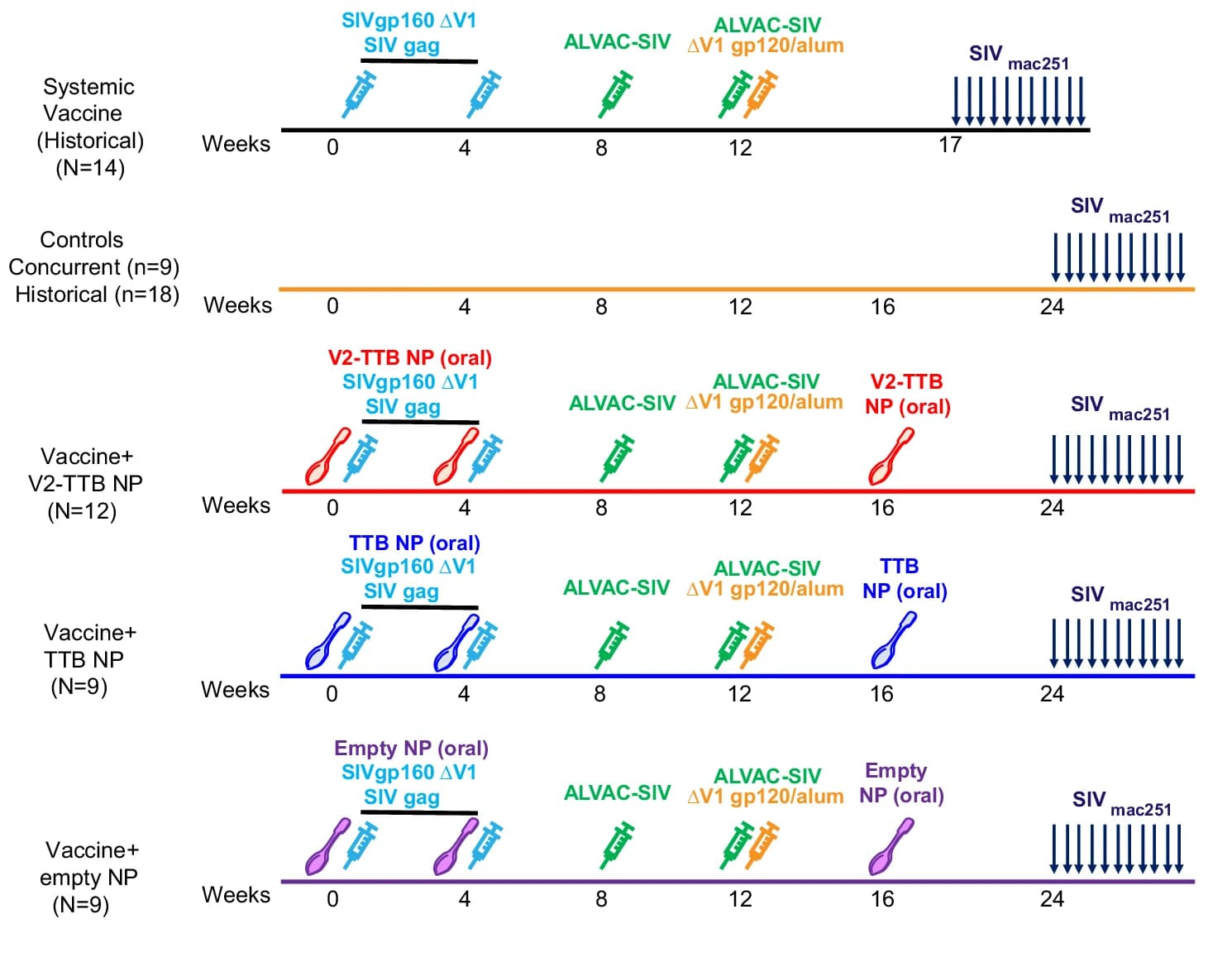 Open access visualization of Workflow, Flowchart, Rhesus Macaques, Vaccine, V2-TTB NP