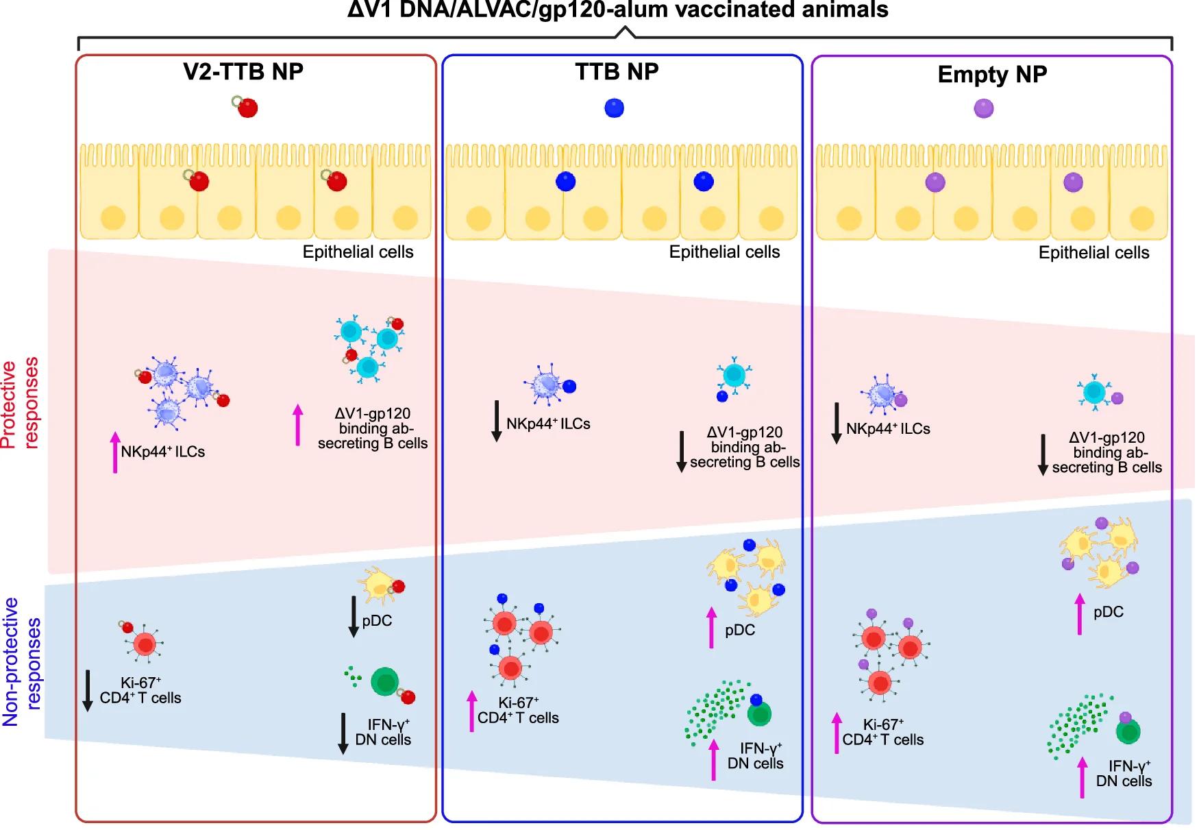 Open access visualization of Workflow, Illustration, V2-TTB NPs, TTB NPs, Empty NPs