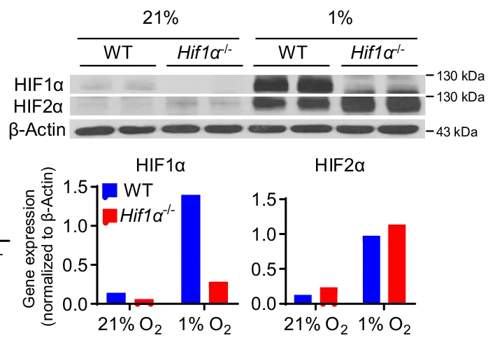 Open access visualization of Bar Plot, Gel, Cell Lysates, HIF1α, HIF2α