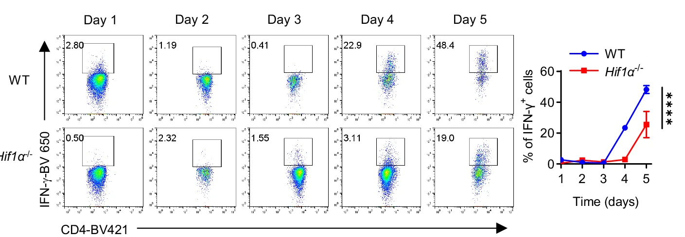 Open access visualization of Scatter Plot, Line Plot, Error Bars, IFN-γ Production, T Cells