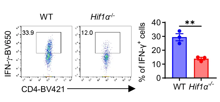 Open access visualization of Bar Plot, Scatter Plot, T Cells, Hypoxia, IFN-γ Production