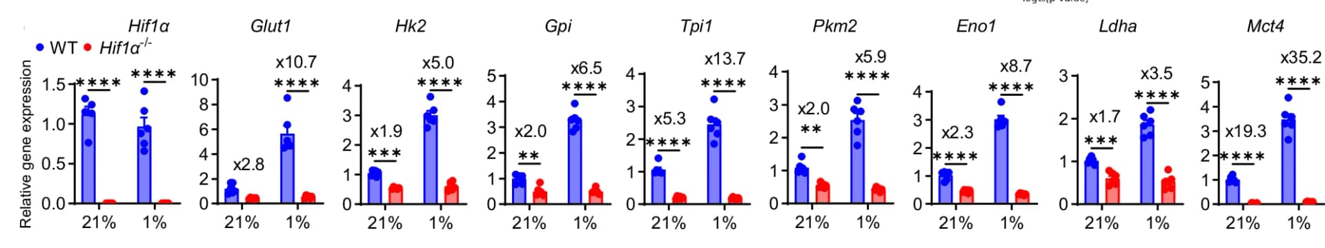 Open access visualization of Bar Plot, Scatter Plot, Error Bars, mRNA Expression, Glycolytic Genes