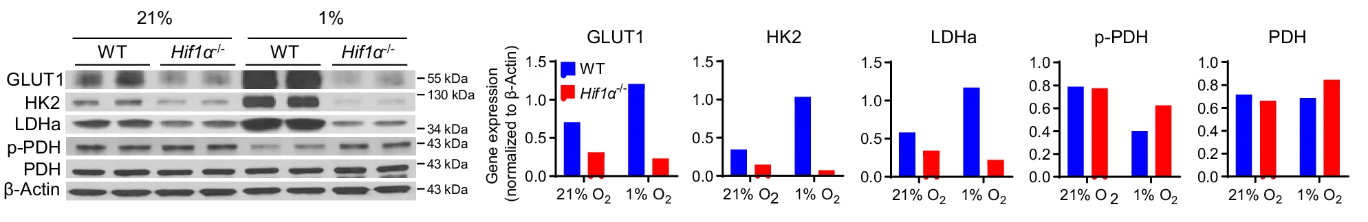 Open access visualization of Bar Plot, Gel, Protein Expression, GLUT1, HK2
