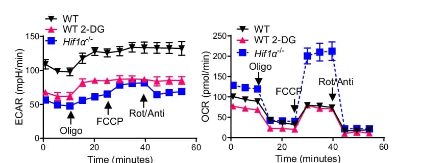 Open access visualization of Line Plot, Error Bars, Extracellular Acidification Rate, Oxygen Consumption Rate, Mito Stress Test