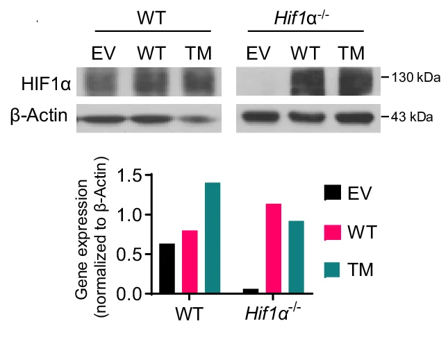 Open access visualization of Bar Plot, Gel, Protein Expression, HIF1α, WT