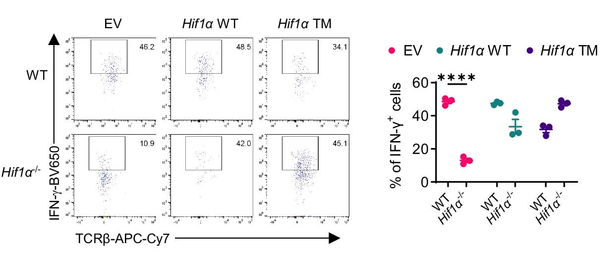 Open access visualization of Scatter Plot, Error Bars, GFP+ T Cells, Hypoxia, IFN-γ Production