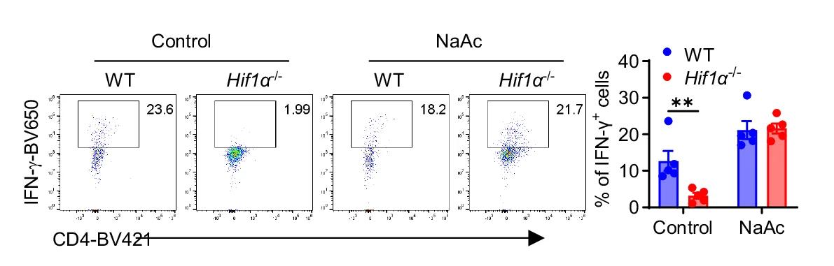 Open access visualization of Bar Plot, Scatter Plot, IFN-γ Production, WT, CD4+ T Cells