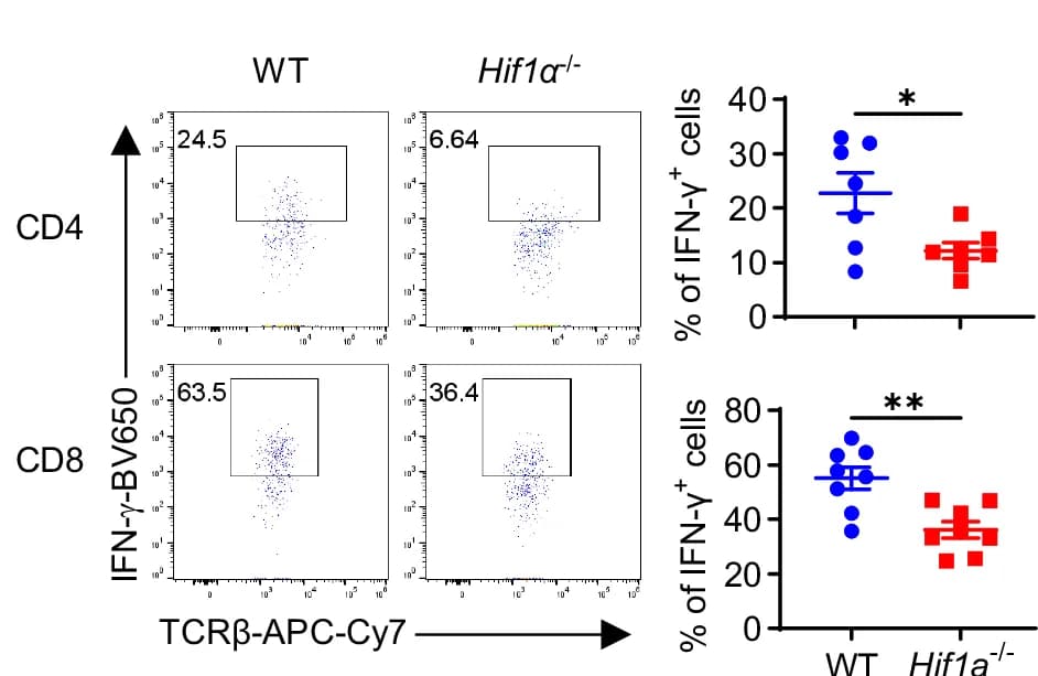 Open access visualization of Scatter Plot, Bar Plot, Error Bars, T Cells, WT Mice
