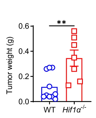 Open access visualization of Scatter Plot, Error Bars, Tumor Weights, Euthanization