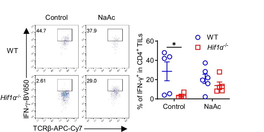 Open access visualization of Scatter Plot, Error Bars, IFN-γ Production, CD4+ TILs, Tumor-bearing Mice