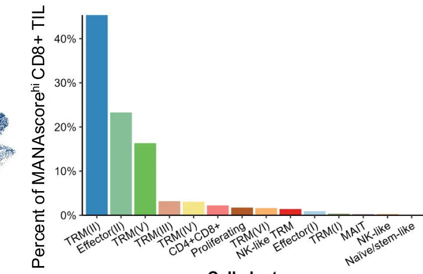 Open access visualization of Bar Plot, Cell Type Contribution, MANAscore hi CD8+ TIL