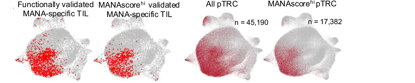 Open access visualization of Scatter Plot, UMAP, MANA-specific TIL, pTRC, CD8+ UMAP