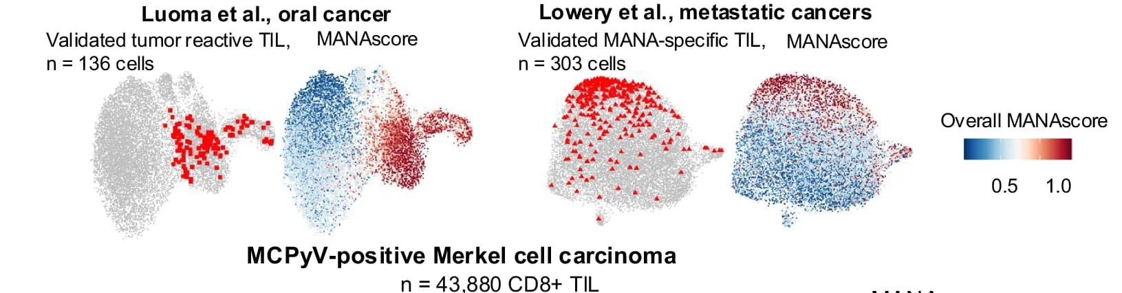 Open access visualization of Scatter Plot, Multiple, Tumor-reactive TIL, CD8+ TIL UMAP, Oral Cancer