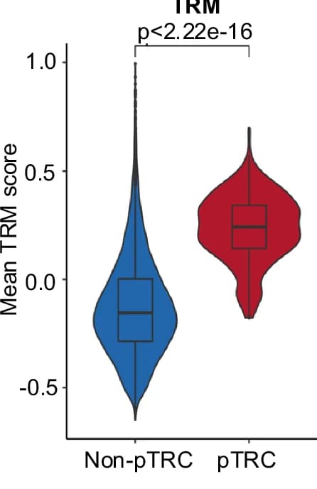 Open access visualization of Violin Plot, Box Plot, TRM Signature Score, pTRC, Non-pTRC