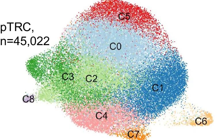 Open access visualization of Scatter Plot, UMAP, UMAP Projection, Expression Profiles, pTRC