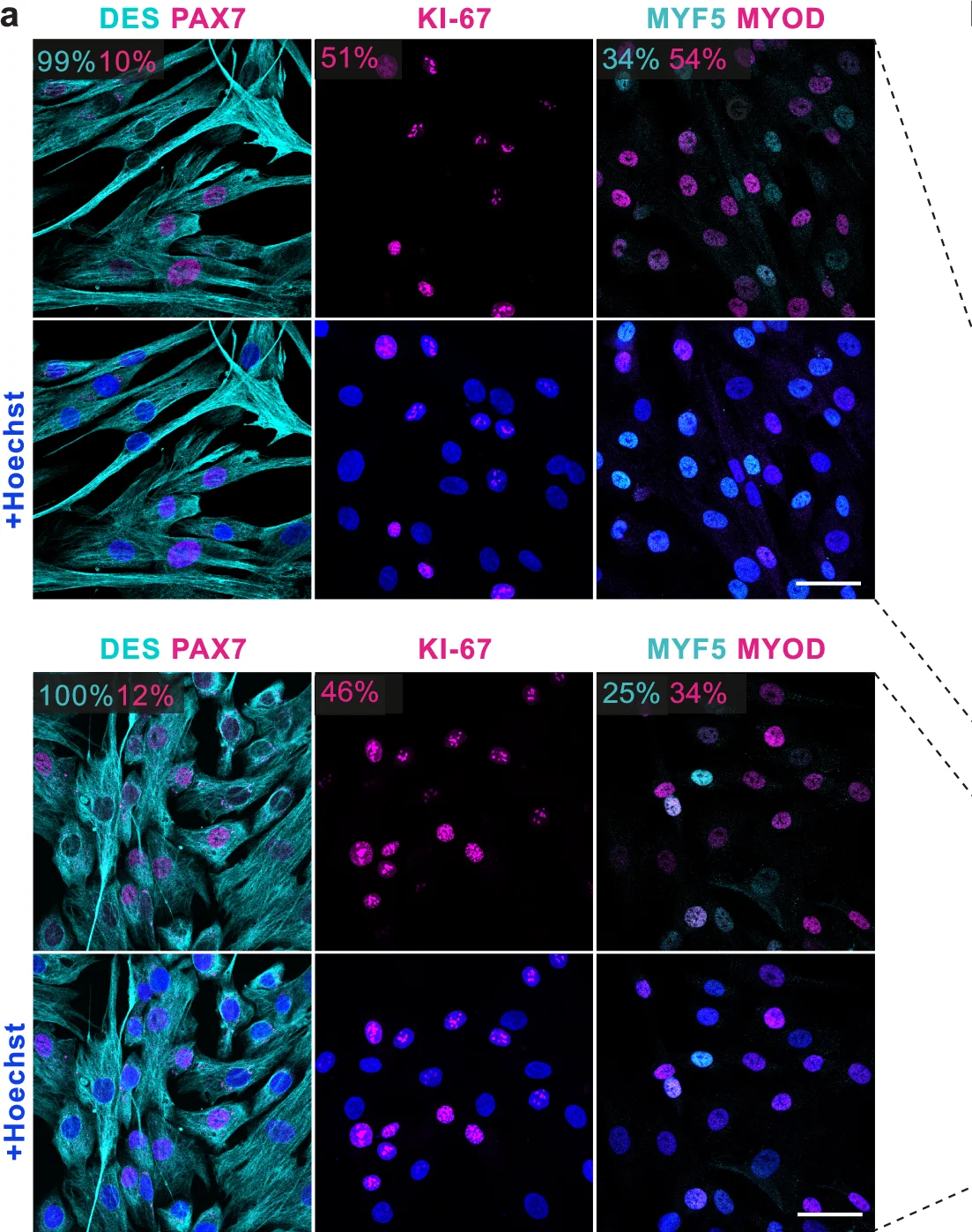 Open access visualization of Immunofluorescence, Microscopy, Cell Image, DES, PAX7