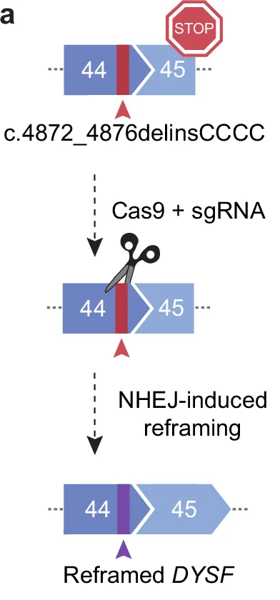 Open access visualization of Diagram, CRISPR, Cas9, sgRNA, Gene editing