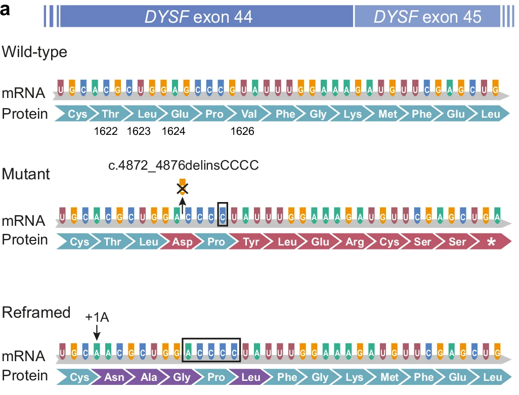 Open access visualization of Sequence Plot, DYSF exon 44, DYSF exon 45, Wild-type, mRNA sequence