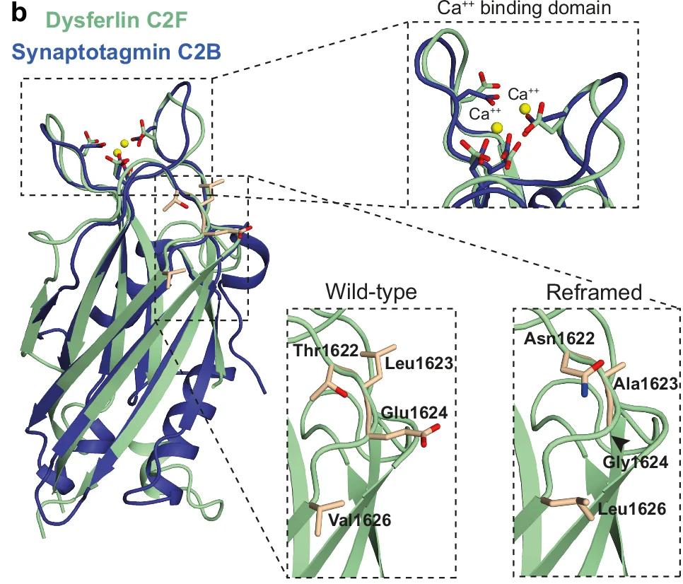 Open access visualization of 3D Molecular Structure, Dysferlin C2F, Synaptotagmin C2B, Calcium binding domain, Ca++