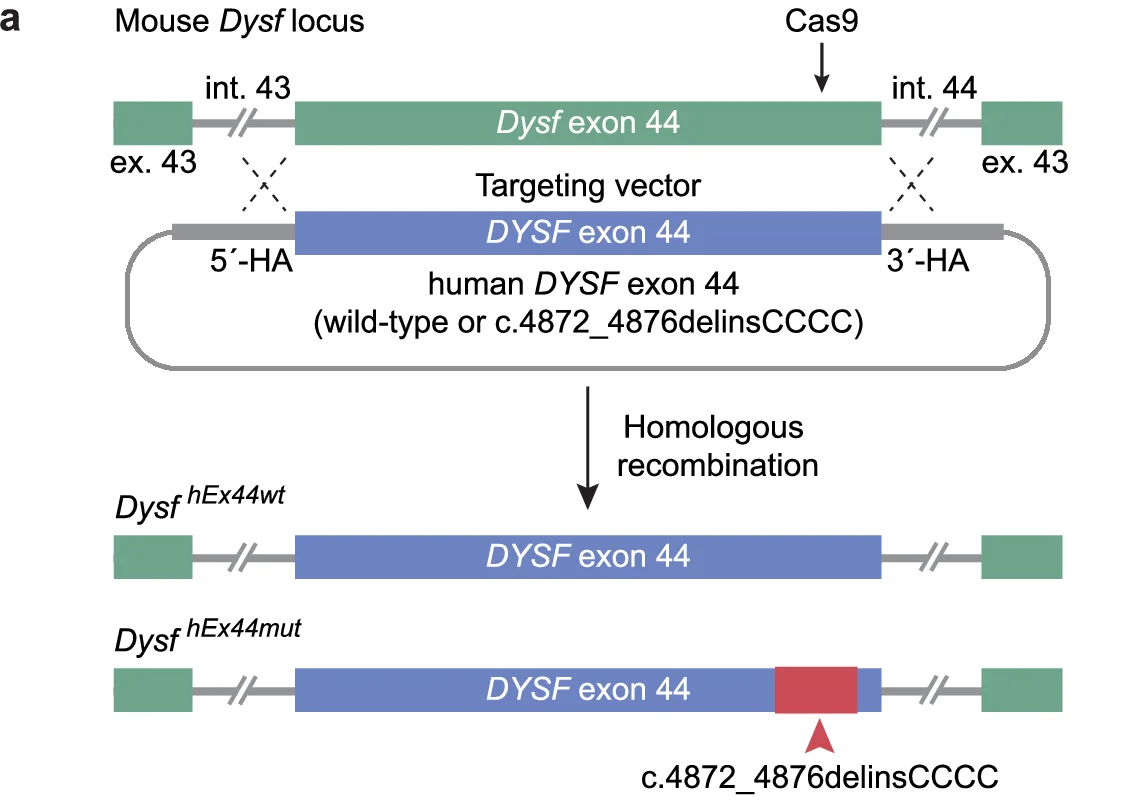 Open access visualization of Diagram, Mouse Dysf locus, DYSF exon 44, Targeting vector, Cas9