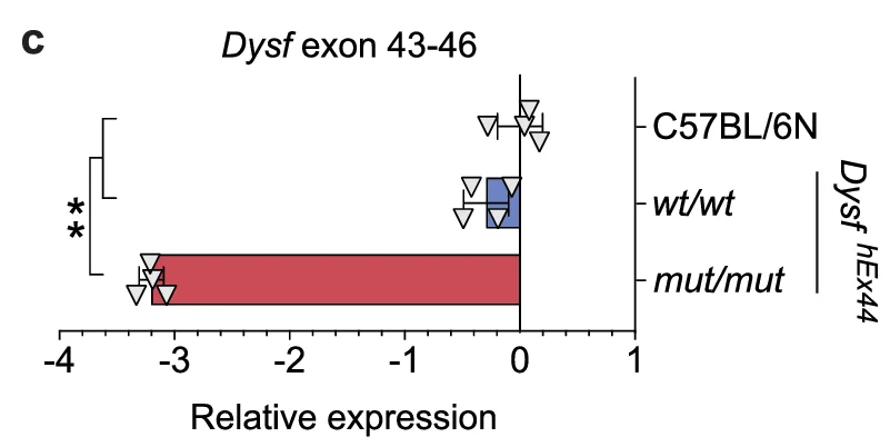 Open access visualization of Bar Plot, Scatter Plot, Relative Expression, Dysf exon 43-46, C57BL/6N