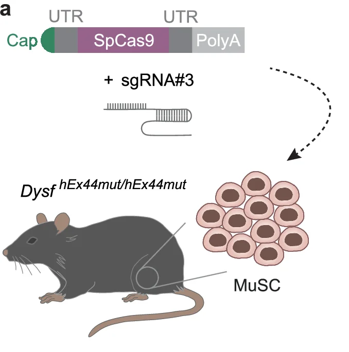 Open access visualization of Diagram, Mouse, Gene editing, CRISPR-Cas9, sgRNA
