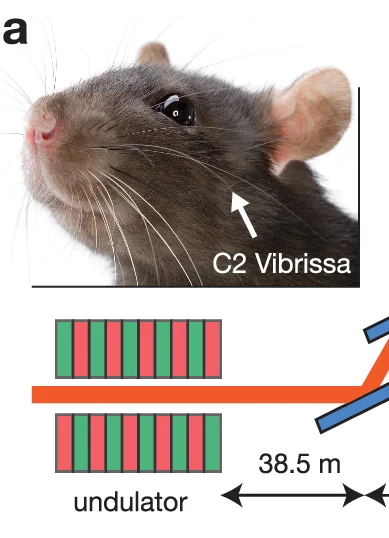 Open access visualization of Diagram, Rat, C2 Vibrissa, Undulator, Beamline