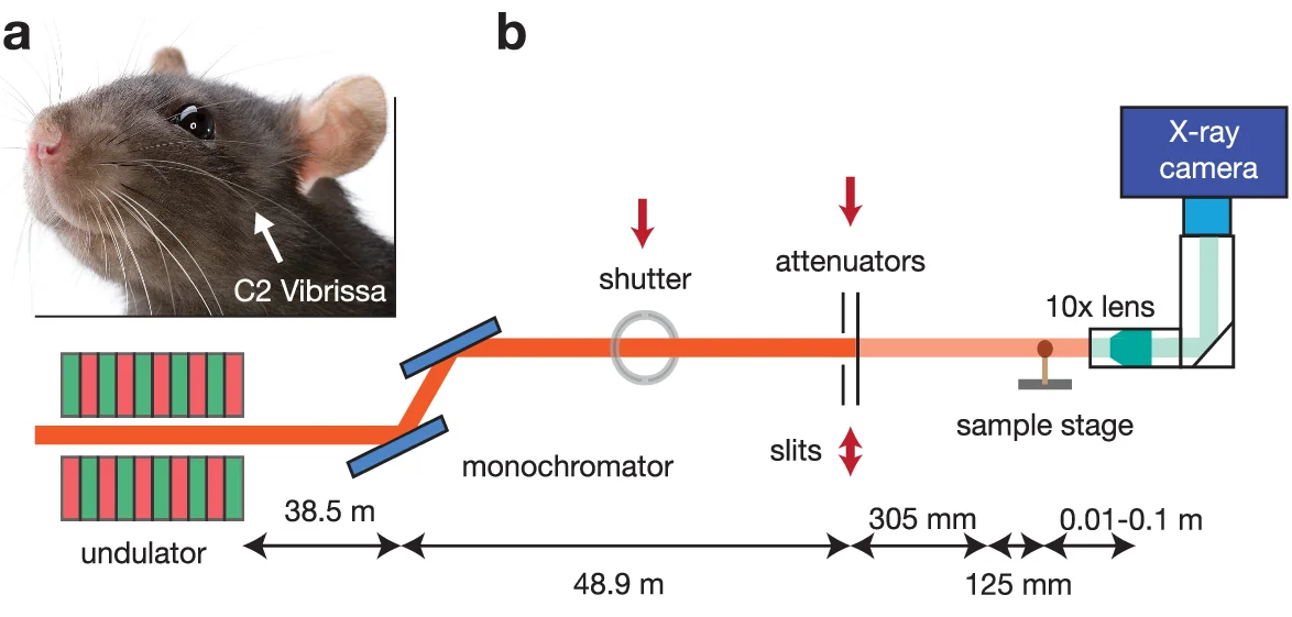 Open access visualization of Diagram, Photograph, X-ray Camera, X-ray, monochromator
