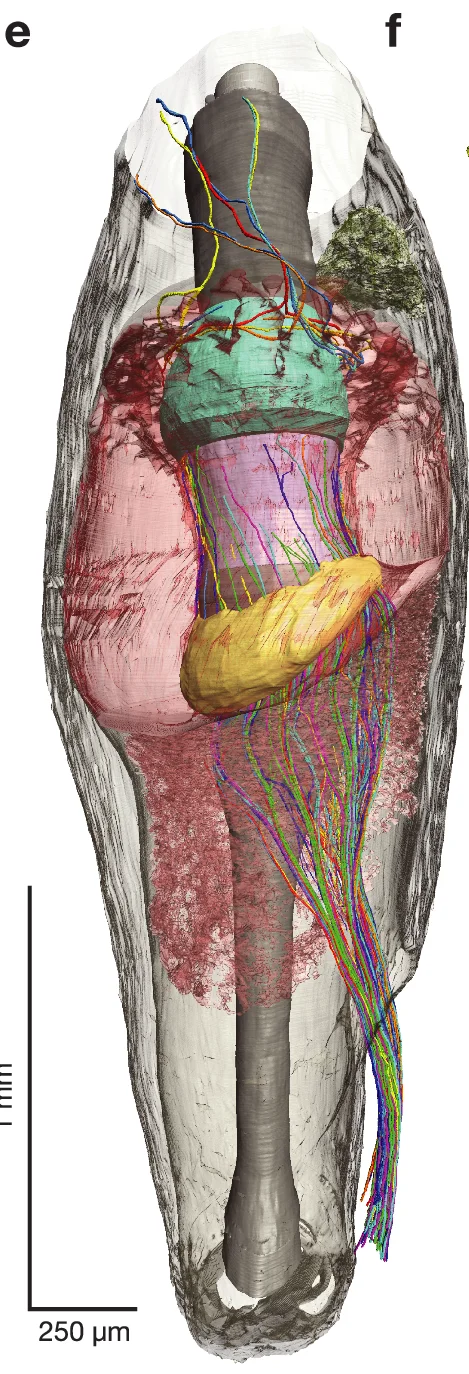 Open access visualization of 3D Rendering, Planarian, Anatomy, Nervous System, Neuronal Tracts