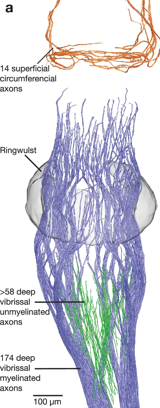 Open access visualization of 3D Rendering, Axon Tracing, circumferential axons, superficial axons, Ringwulst