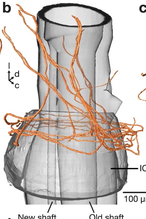 Open access visualization of 3D Visualization, Neuronal processes, Shaft, Synaptic Cleft, Neuron