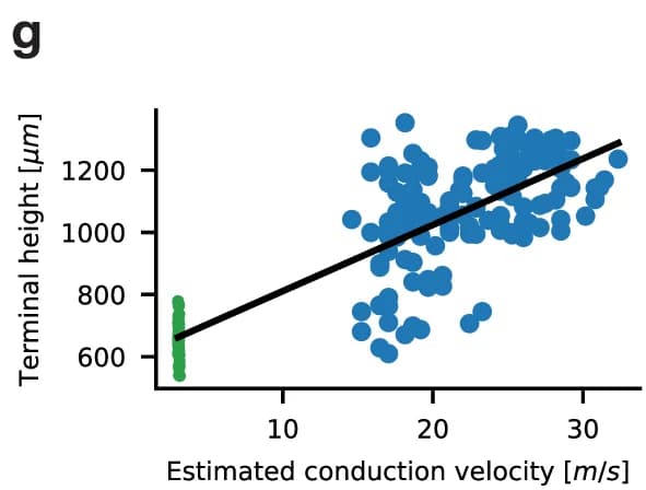 Open access visualization of Scatter Plot, Line Plot, Terminal height, Conduction velocity, Linear Regression