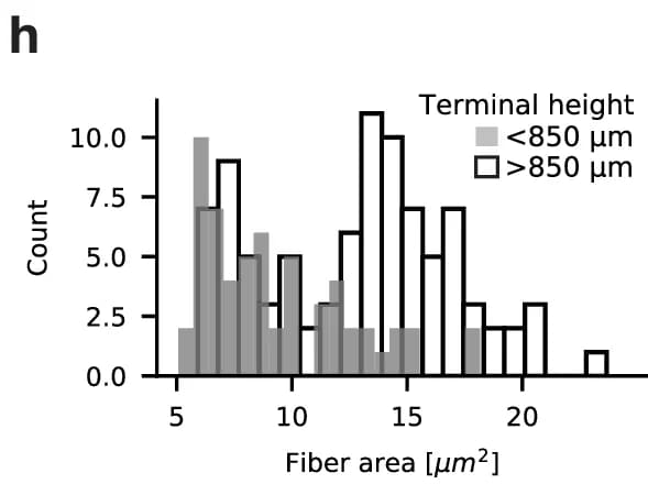 Open access visualization of Histogram, Fiber area, Terminal height, <850 μm, >850 μm