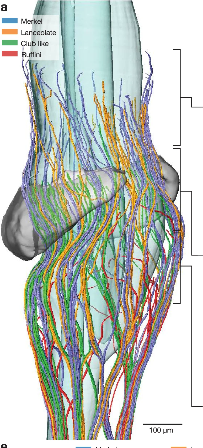Open access visualization of 3D Visualization, Merkel, Lanceolate, Club like, Ruffini