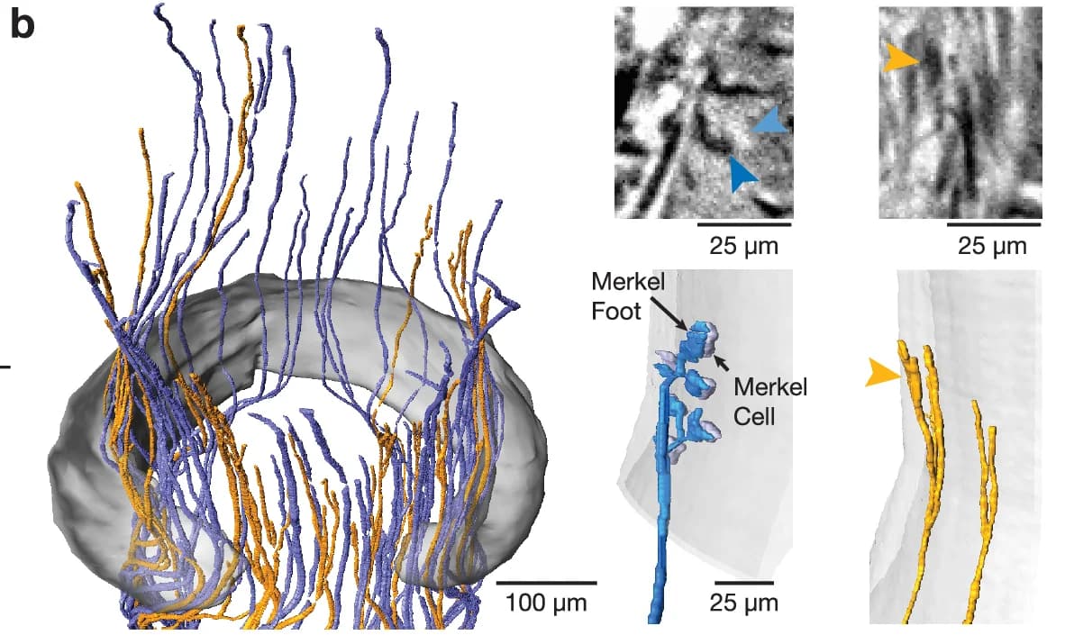 Open access visualization of 3D Visualization, Microscopic Image, Anatomy, Merkel cell, Merkel foot