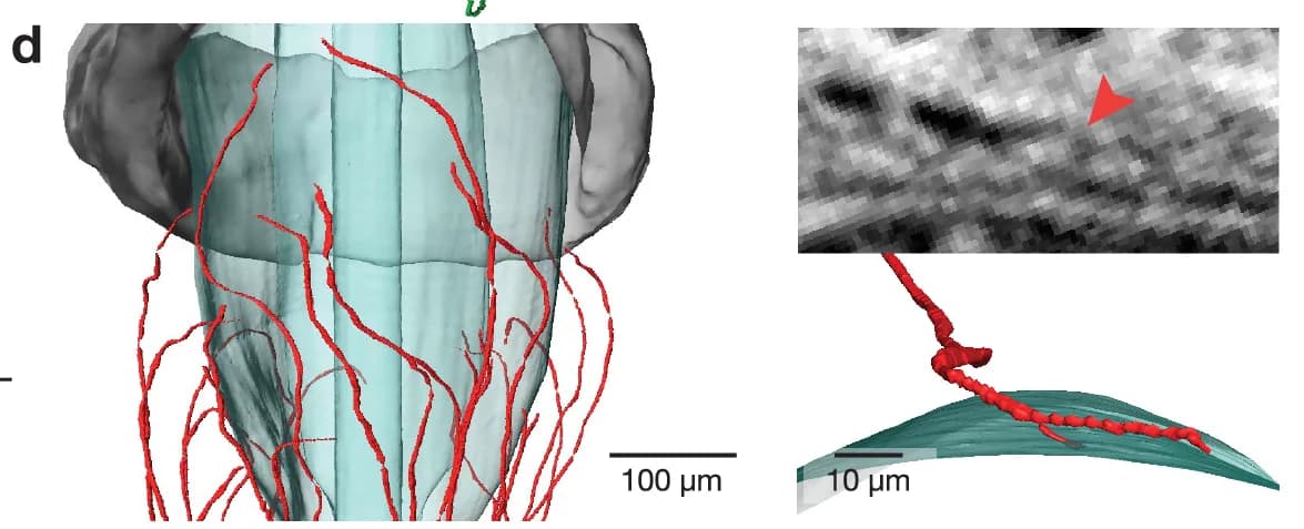 Open access visualization of 3D Visualization, Pixel Plot, Neuron, Axon, Brain