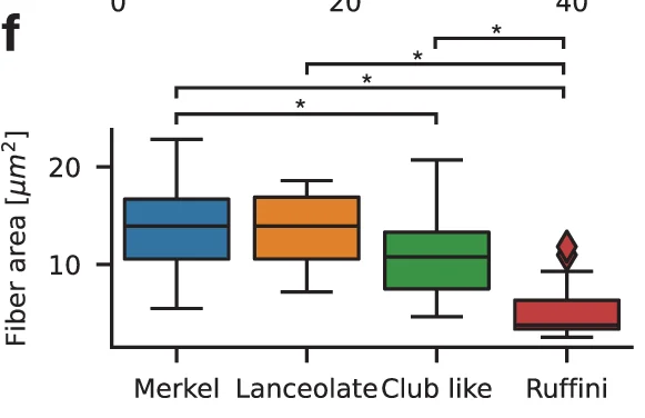 Open access visualization of Box Plot, Fiber area, Merkel, Lanceolate, Club like