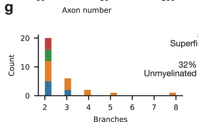 Open access visualization of Bar Chart, Branches, Axon number, Count, Superficial