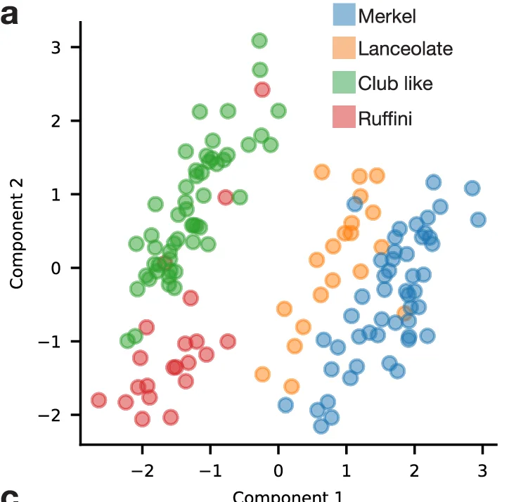 Open access visualization of Scatter Plot, Component 1, Component 2, Merkel, Lanceolate