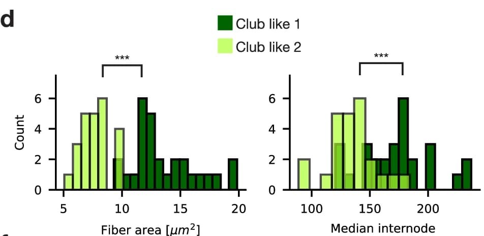 Open access visualization of Histogram, Fiber area, Median internode, Club like 1, Club like 2