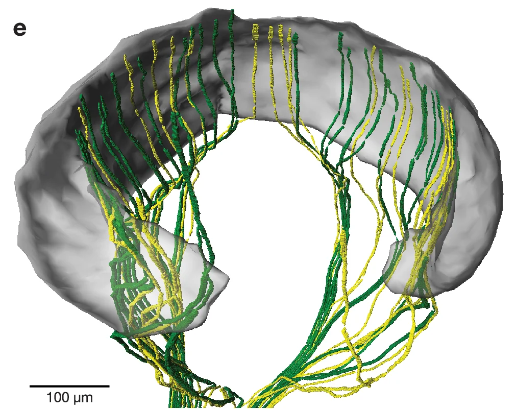Open access visualization of 3D Visualization, Gray Matter, Neural Pathways, Neuron, Green Channel
