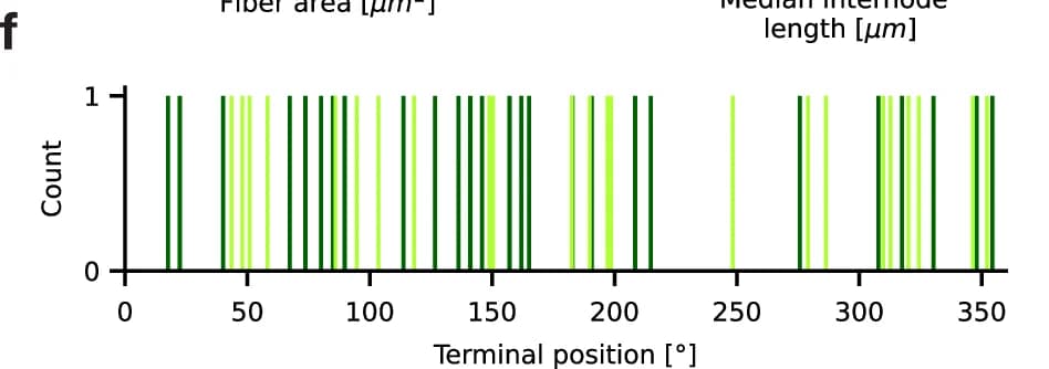 Open access visualization of Stem Plot, Fiber area, Median internode length, Terminal position, Count